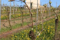 Turm_Fruehling Turm_Fruehling