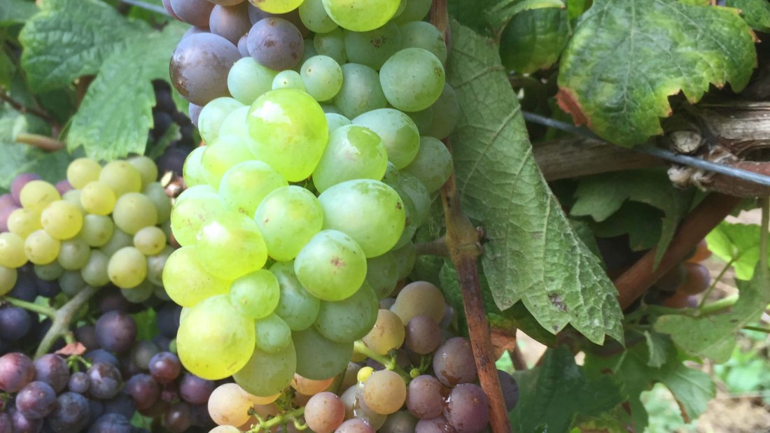 Weingut Tobias Hahn_Trauben 2, © Weingut Tobias Hahn Weingut Tobias Hahn_Trauben 2, © Weingut Tobias Hahn