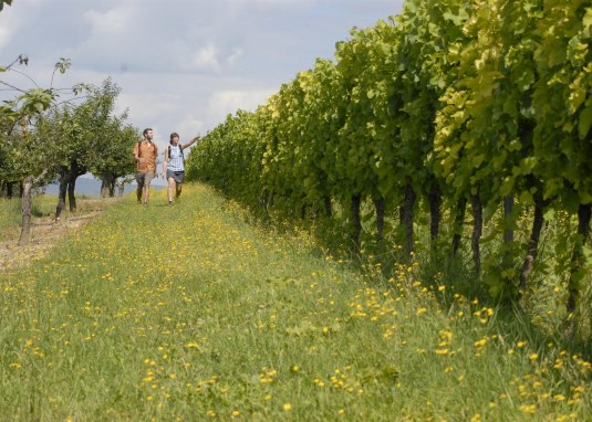 Weinberge bei Ober-Hilbersheim Weinberge bei Ober-Hilbersheim