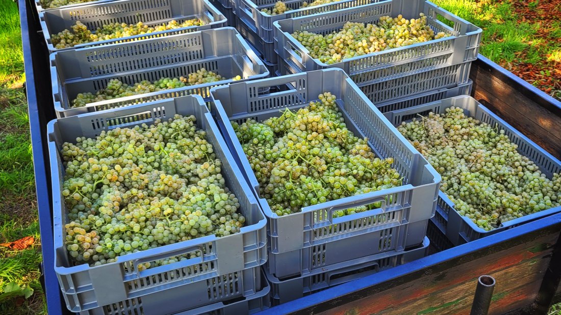 Weingut Bürgermeister Carl Koch_Weinlese, © Weingut Bürgermeister Carl Koch Weingut Bürgermeister Carl Koch_Weinlese, © Weingut Bürgermeister Carl Koch