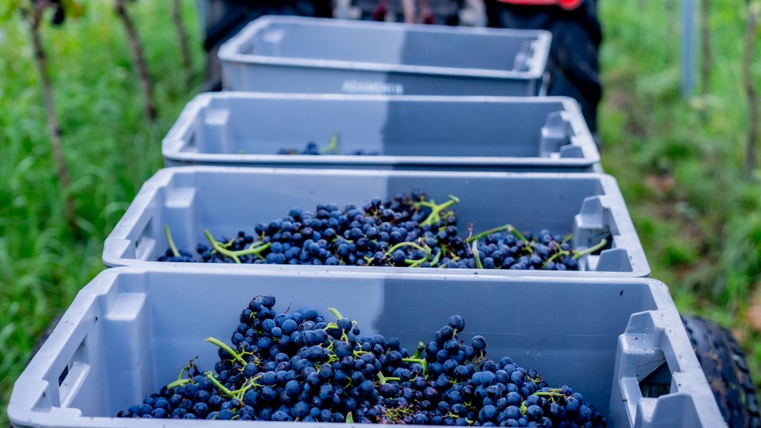© Weingut Adams © Weingut Adams