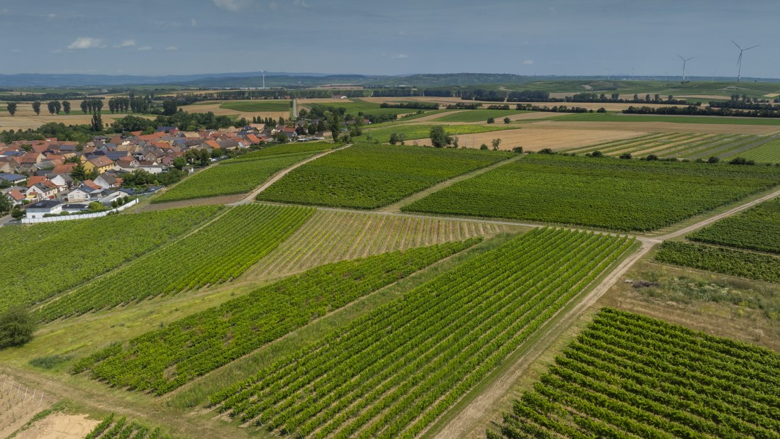 Eckelsheimer Eseltreiber, © Torsten Silz Eckelsheimer Eseltreiber, © Torsten Silz