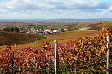 Weinhaus Uhl_Weinreben, © Weinhaus Uhl Weinhaus Uhl_Weinreben, © Weinhaus Uhl