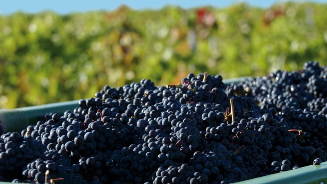 Beck__Stadecken-Elsheim2, © Weingut Beck - Hedesheimer Hof Beck__Stadecken-Elsheim2, © Weingut Beck - Hedesheimer Hof