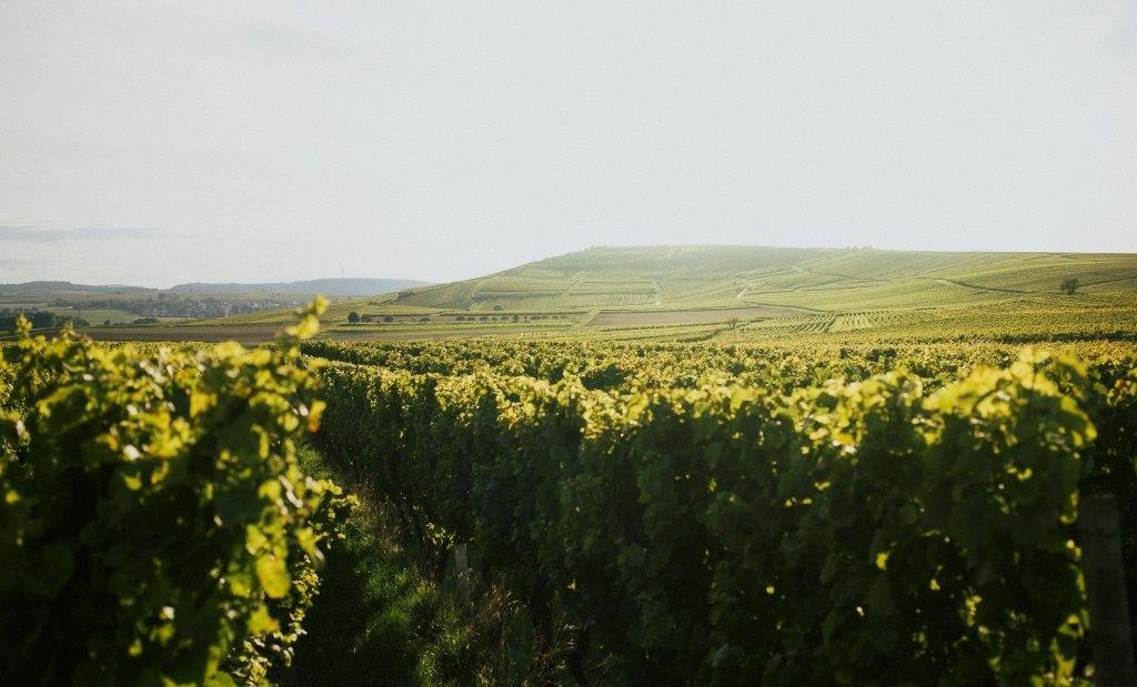 ramona_shotbypete14-1, © Winzerhof Diegel ramona_shotbypete14-1, © Winzerhof Diegel