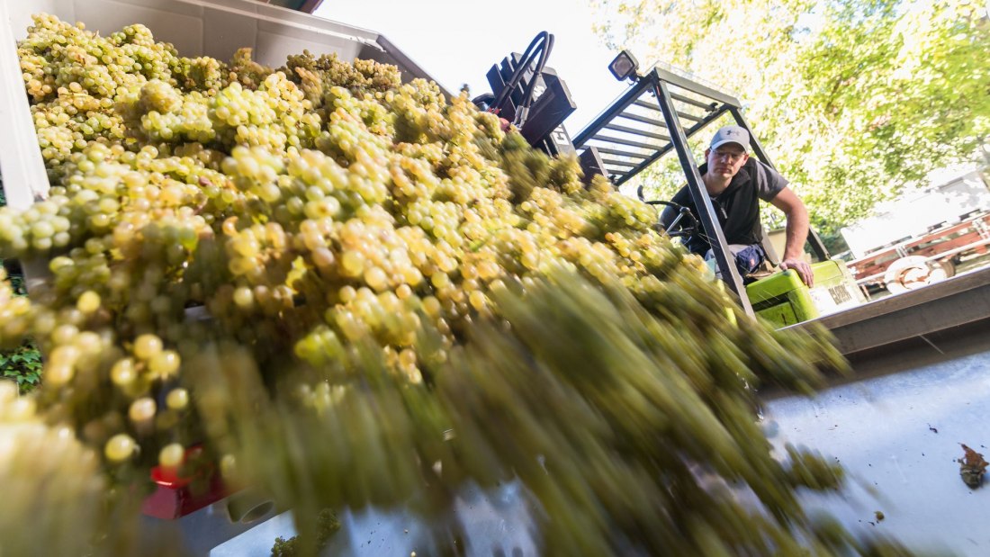 weingut_helmut_geil_traubenverarbeitung, © Weingut Helmut Geil weingut_helmut_geil_traubenverarbeitung, © Weingut Helmut Geil