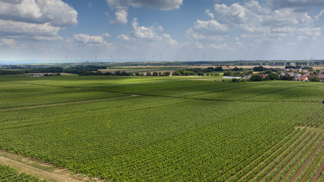 Gundheimer Hungerbiene, © Rheinhessenwein e.V., Torsten Silz Gundheimer Hungerbiene, © Rheinhessenwein e.V., Torsten Silz