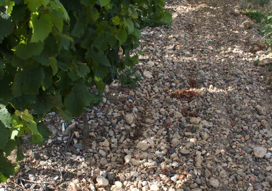 Spanier-Gillot_Kalk, © Weingut Carolin Spanier-Gillot & H.O. Spanier Spanier-Gillot_Kalk, © Weingut Carolin Spanier-Gillot & H.O. Spanier