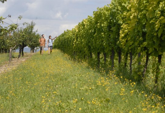 Weinberge bei Ober-Hilbersheim Weinberge bei Ober-Hilbersheim