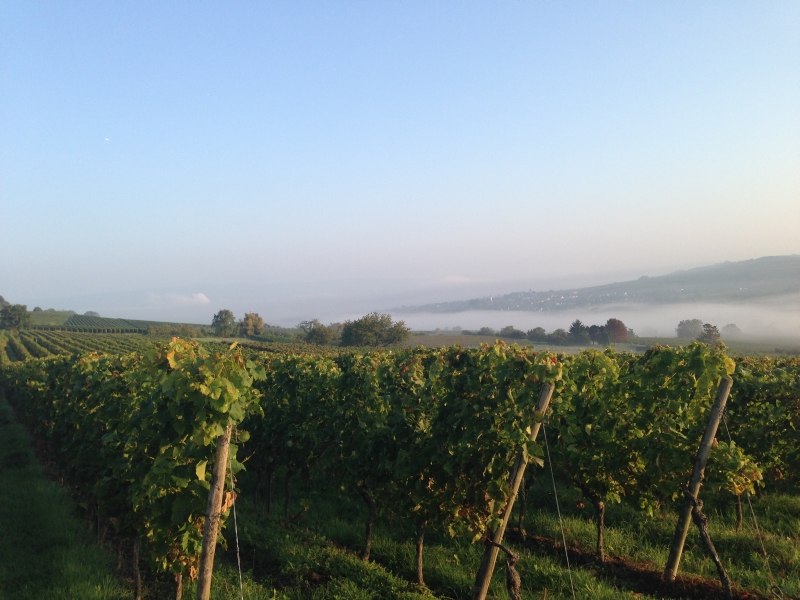 Weingut Schloß Westerhaus_Weinberg, © Weingut Schloß Westerhaus Weingut Schloß Westerhaus_Weinberg, © Weingut Schloß Westerhaus