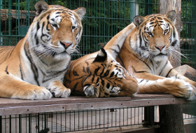 Die Bewohner des Tigergartens. © Tigergarten Waldeck e.V. Die Bewohner des Tigergartens. © Tigergarten Waldeck e.V.