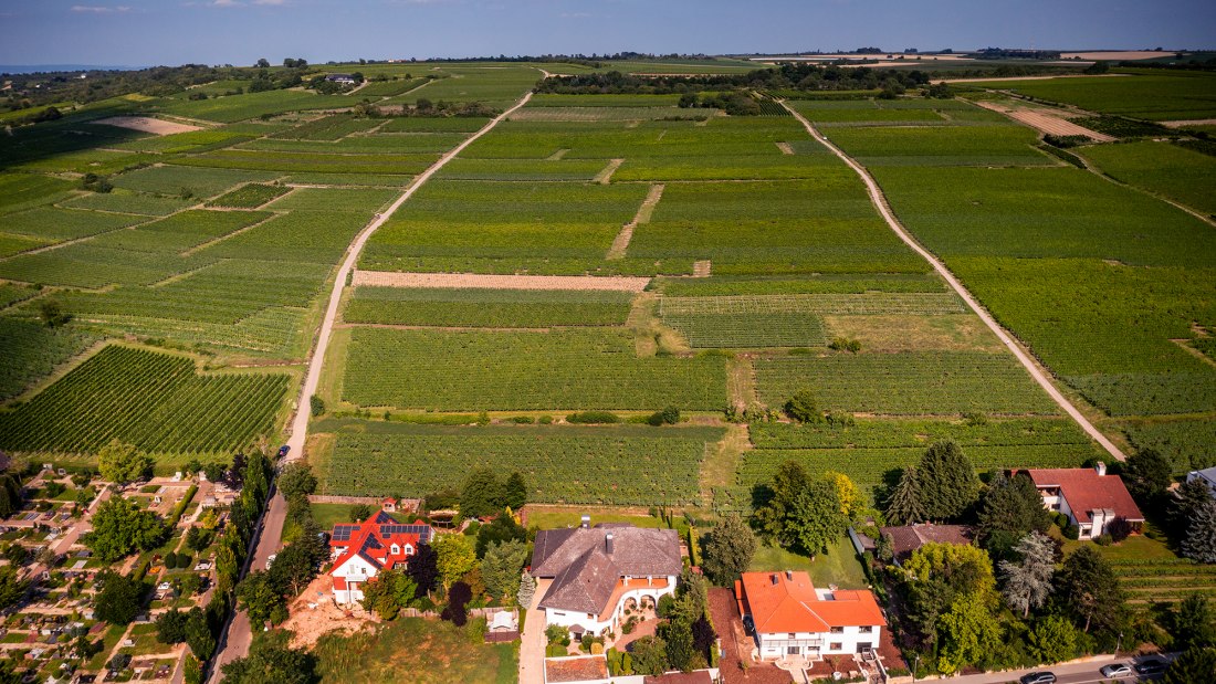 Ingelheimer Horn Ingelheimer Horn