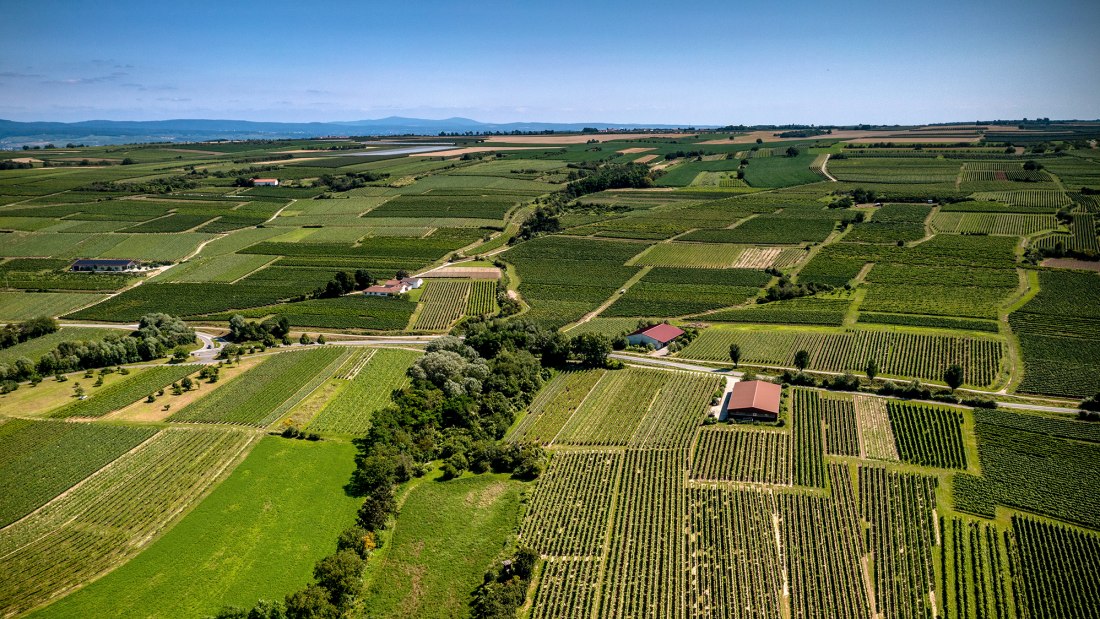 Ingelheimer Sonnenhang Ingelheimer Sonnenhang