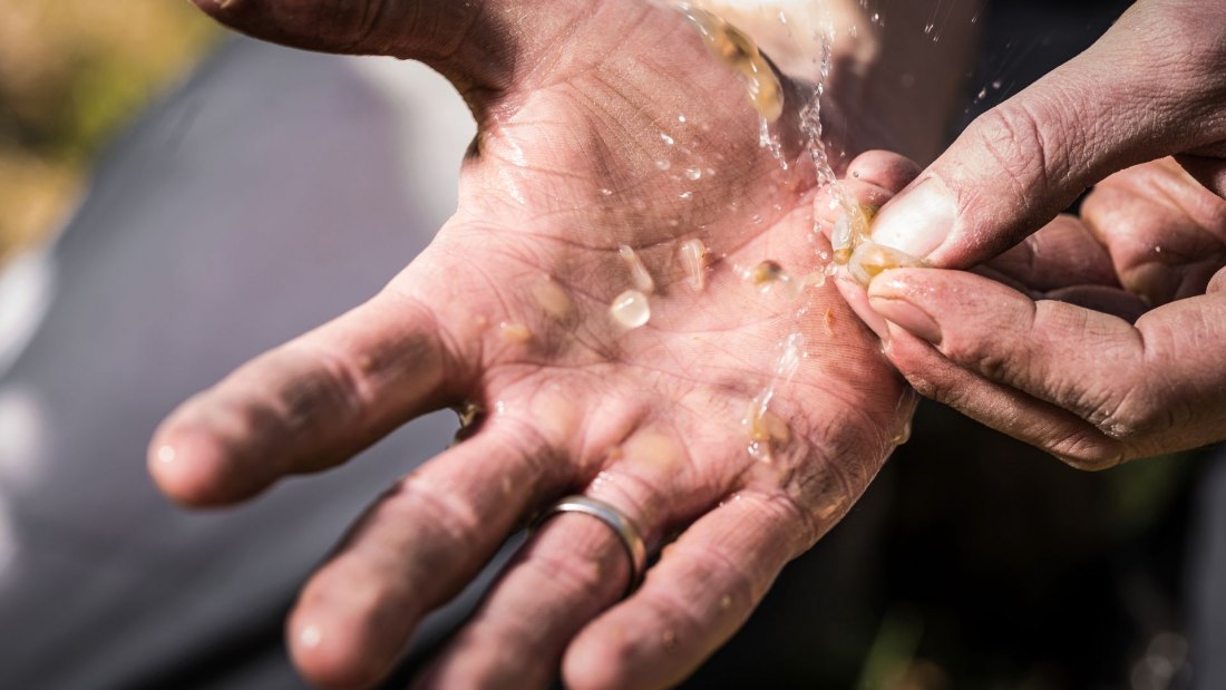 Weingut Helmut Geil_Hände, © Weingut Helmut Geil Weingut Helmut Geil_Hände, © Weingut Helmut Geil