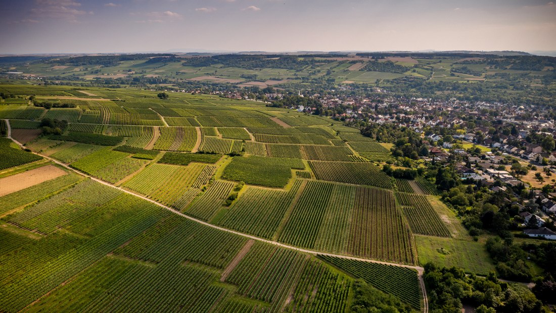 Ingelheimer Horn Ingelheimer Horn