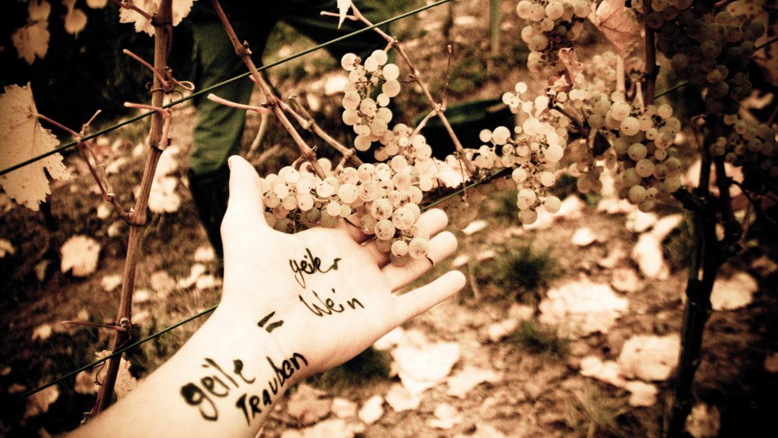 horny grapes Internet, © Weingut Espenhof horny grapes Internet, © Weingut Espenhof