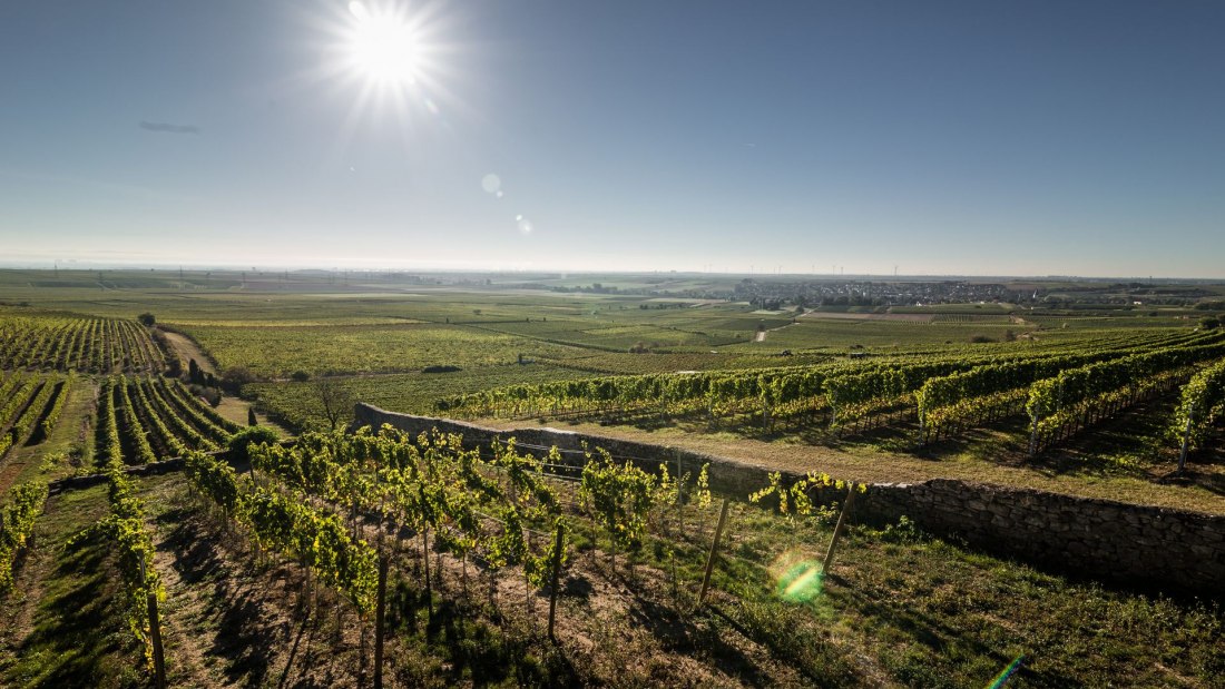 weingut_helmut_geil_monzernheim, © Weingut Helmut Geil weingut_helmut_geil_monzernheim, © Weingut Helmut Geil