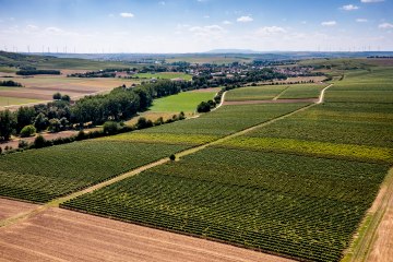 Bechtolsheimer Wingertstor Bechtolsheimer Wingertstor
