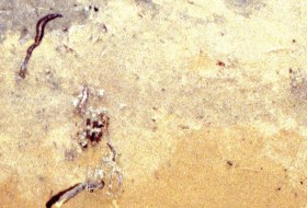 Sand Rigosol Sand Rigosol
