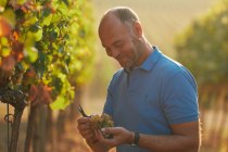 © Weingut Dr. Koehler © Weingut Dr. Koehler