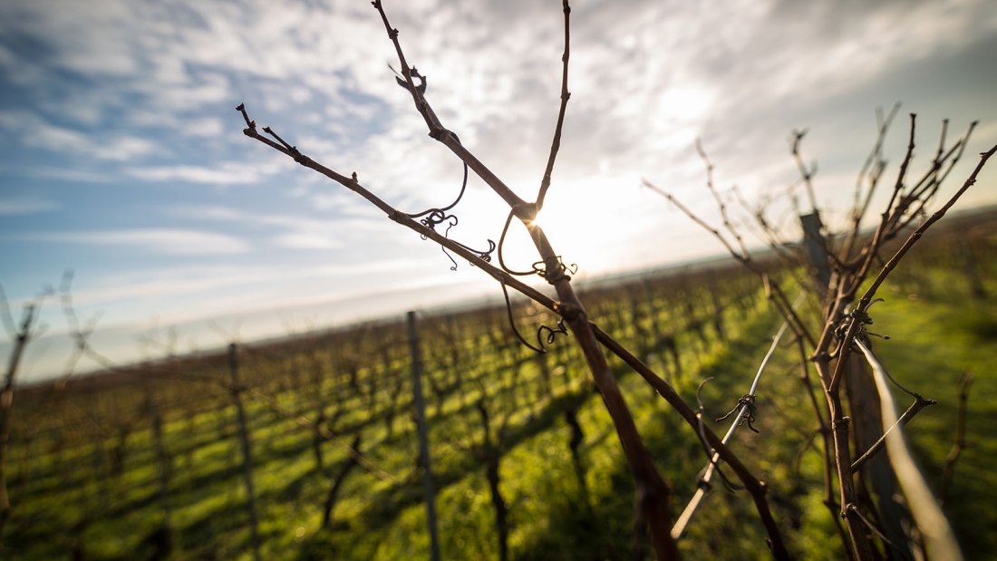 Weinkontor Westhofen_Rebe, © Weinkontor Westhofen Weinkontor Westhofen_Rebe, © Weinkontor Westhofen