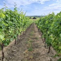 Weinbergszeile Weinbergszeile