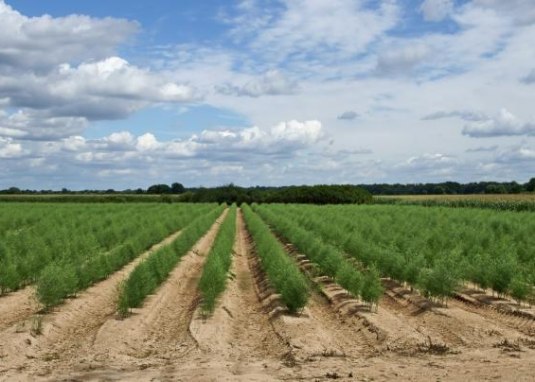 Spargelhof_Schneider_Impressum © Spargelhof_Schneider_Impressum Spargelhof_Schneider_Impressum © Spargelhof_Schneider_Impressum