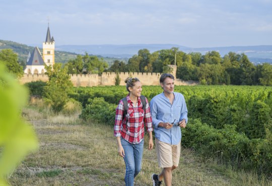 Ingelheim is known as a red wine town. Nevertheless, white grape varieties predominate - albeit only just. Nevertheless, it rightly bears its name, because red wine culture is alive and well in Ingelheim!, © Angelika Stehle/IKuM GmbH Ingelheim is known as a red wine town. Nevertheless, white grape varieties predominate - albeit only just. Nevertheless, it rightly bears its name, because red wine culture is alive and well in Ingelheim!, © Angelika Stehle/IKuM GmbH