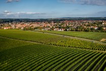 Wöllsteiner Äffchen Wöllsteiner Äffchen