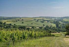 Rheingaublick mal anders © Verbandsgemeinde Gau-Algesheim Rheingaublick mal anders © Verbandsgemeinde Gau-Algesheim