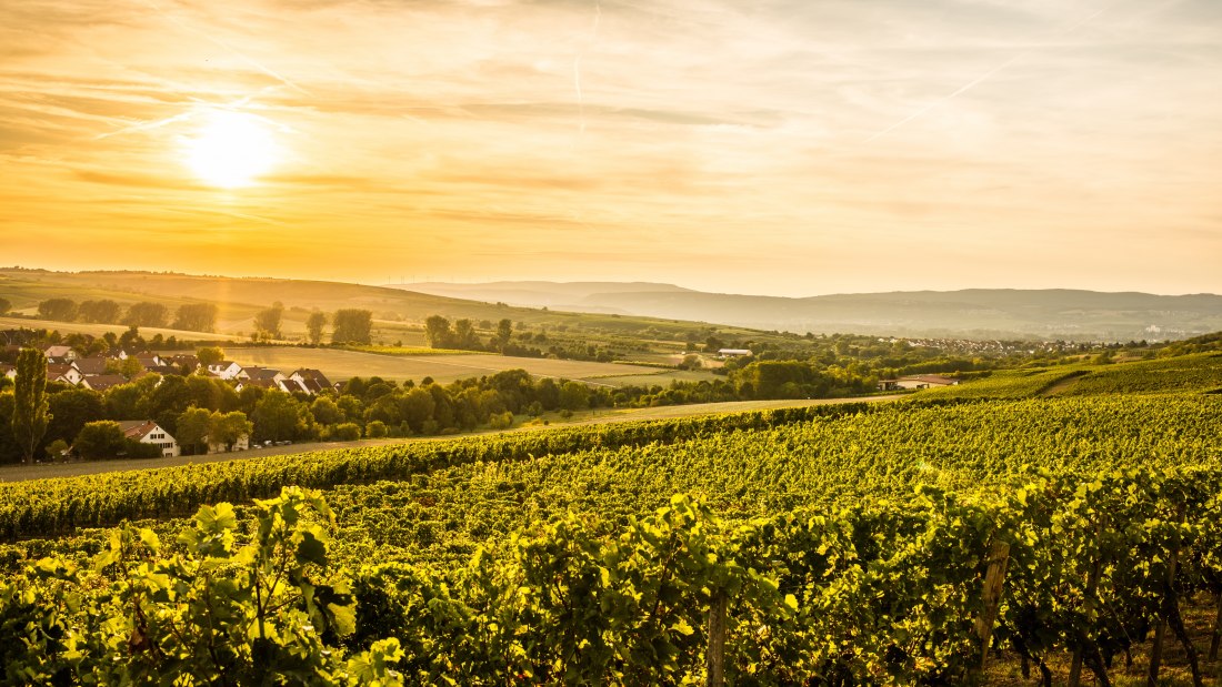 © Weingut Gres © Weingut Gres