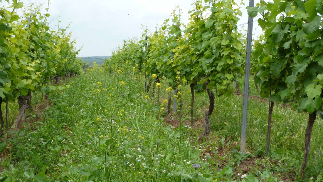 living-vineyard-internet, © Weingut Pfleger living-vineyard-internet, © Weingut Pfleger