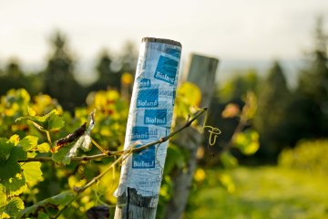 weingut-gaenz-bioland-pfahl, © Weingut Gänz weingut-gaenz-bioland-pfahl, © Weingut Gänz