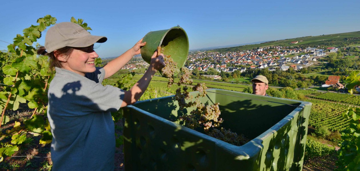 wgt-fritz-ekkehard-huff3, © Weingut Fritz Ekkehard Huff wgt-fritz-ekkehard-huff3, © Weingut Fritz Ekkehard Huff