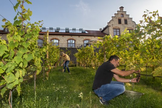 Traubenlese am Winzerkeller, © Andrea Enderlein/IKuM GmbH Traubenlese am Winzerkeller, © Andrea Enderlein/IKuM GmbH