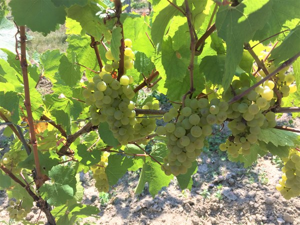© Weingut Boller-Klonek © Weingut Boller-Klonek