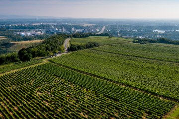 Hechtsheimer Kirchenstück Hechtsheimer Kirchenstück