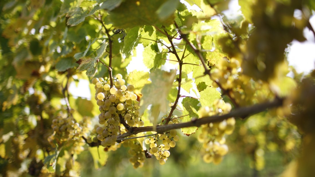 Winter grape, © Weingut Winter Winter grape, © Weingut Winter