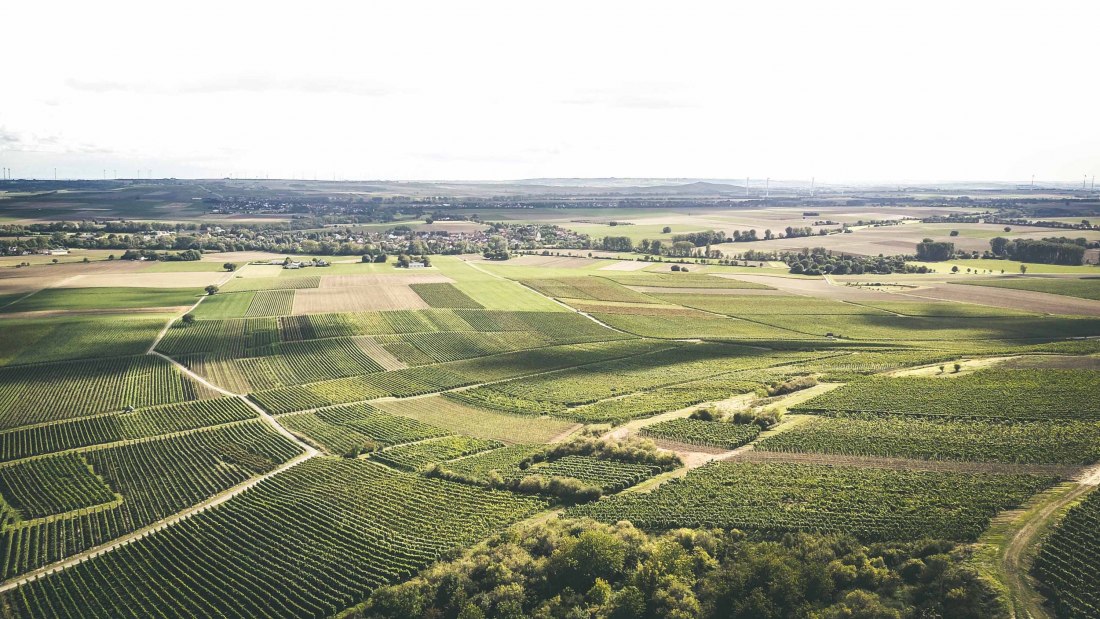 Weingut Schittler & Becker_Weinberge 2, © Weingut Schittler & Becker Weingut Schittler & Becker_Weinberge 2, © Weingut Schittler & Becker