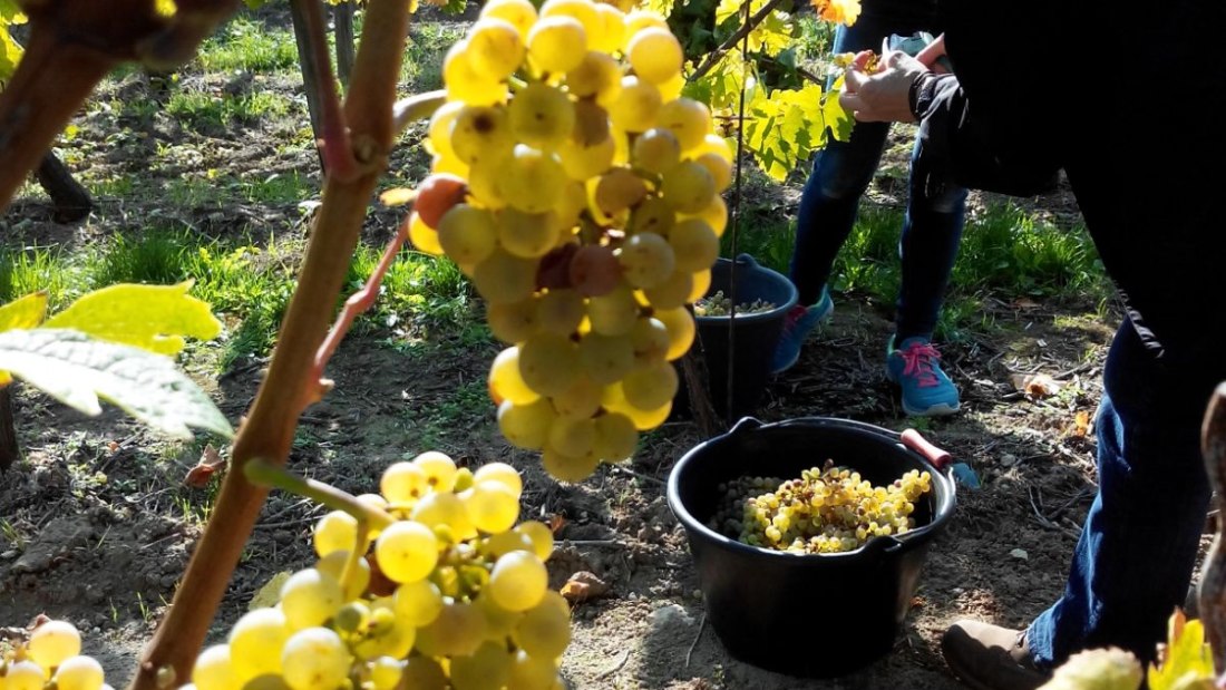© Weingut Tobias Hahn © Weingut Tobias Hahn
