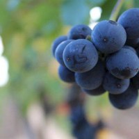 img_7403aaa img_7403aaa