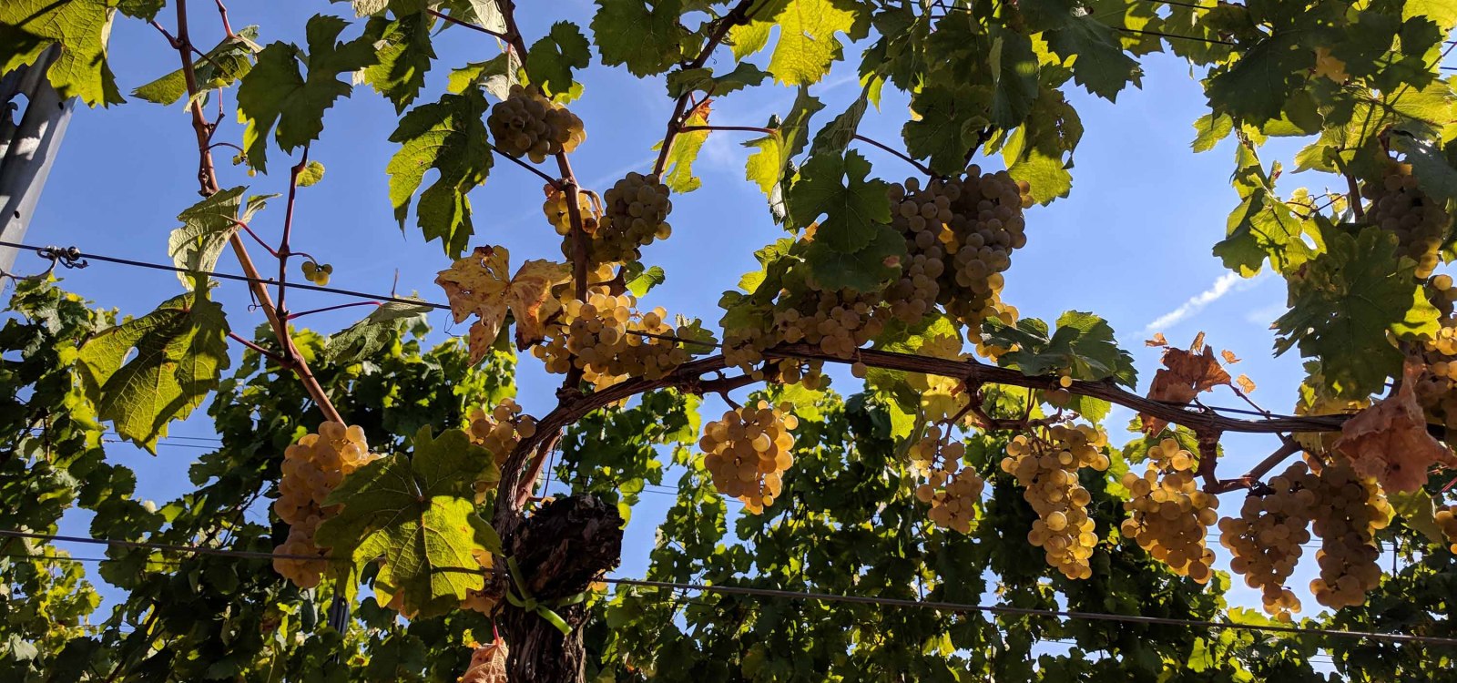 Weingut Mertz_Weinreben, © Weingut Mertz Weingut Mertz_Weinreben, © Weingut Mertz