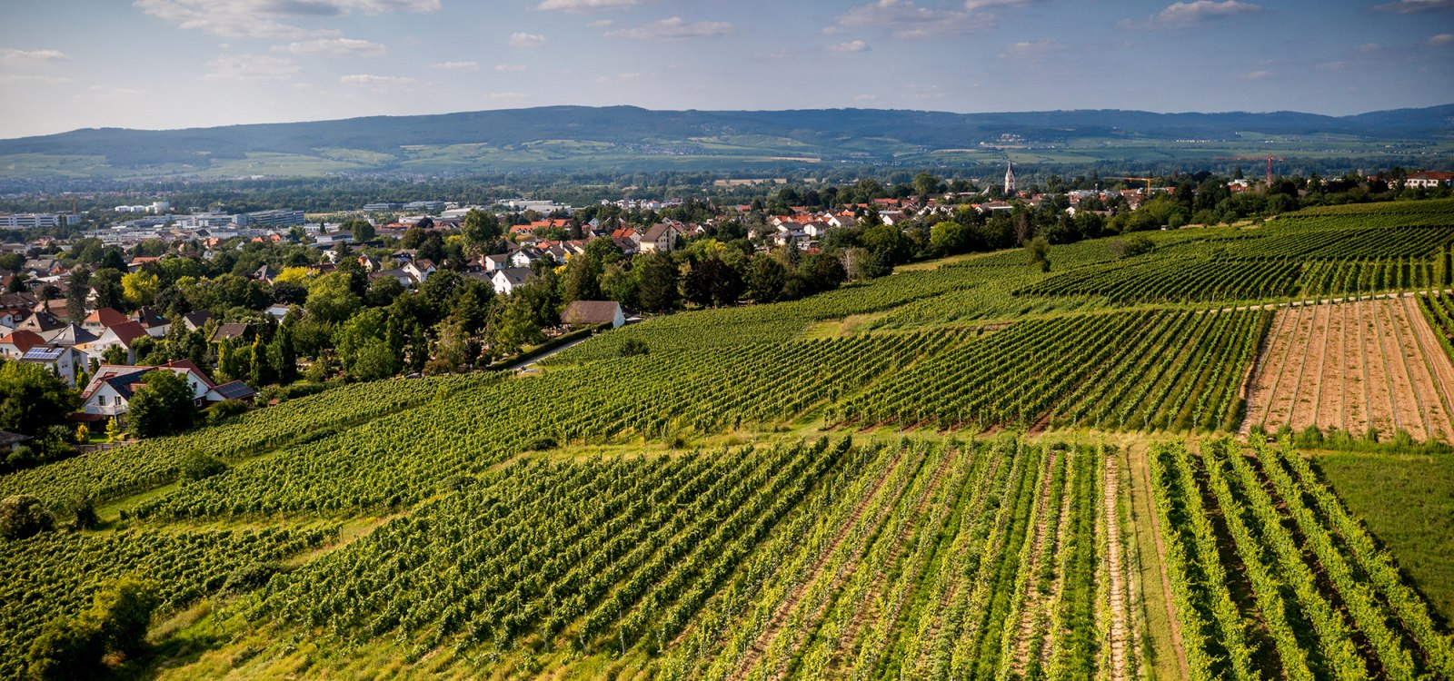 Ingelheimer Horn Ingelheimer Horn