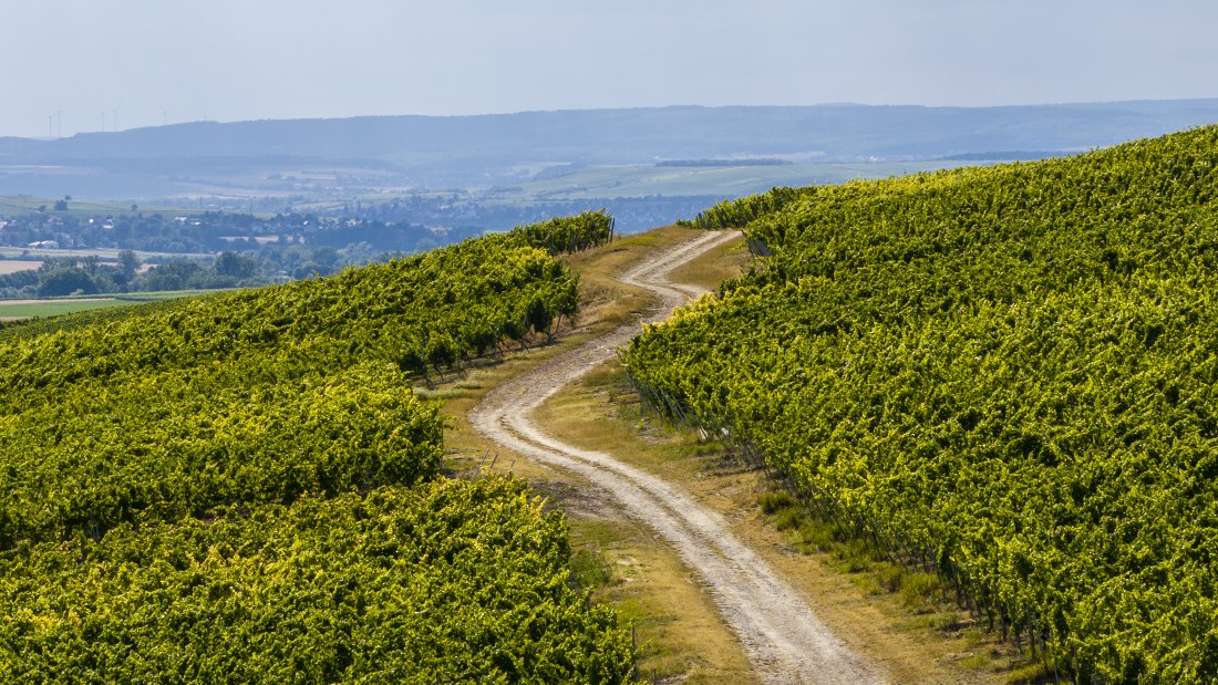 Gau-Bickelheimer Saukopf, © Torsten Silz