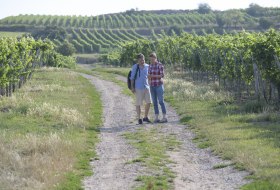 Wandern auf der Ingelheimer Auslese &copy; Angelika Stehle/IKuM GmbH