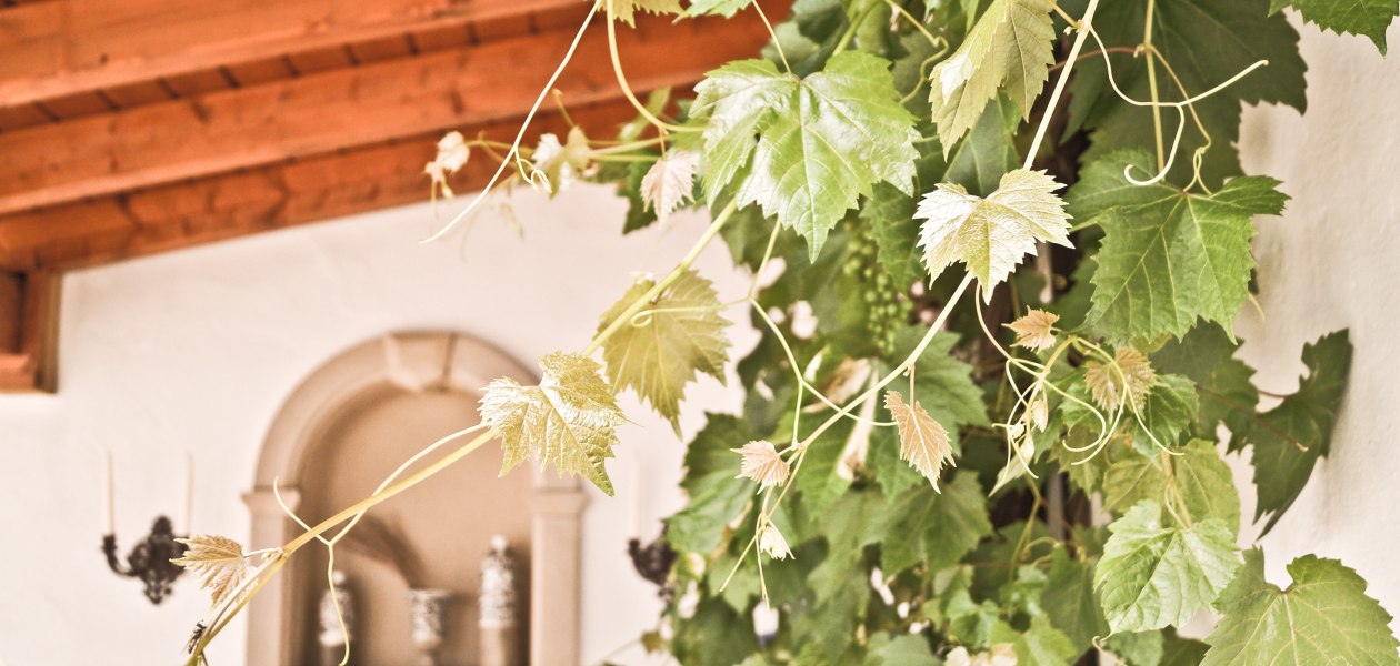 Weingut Christ_Reben, &copy; Weingut Christ