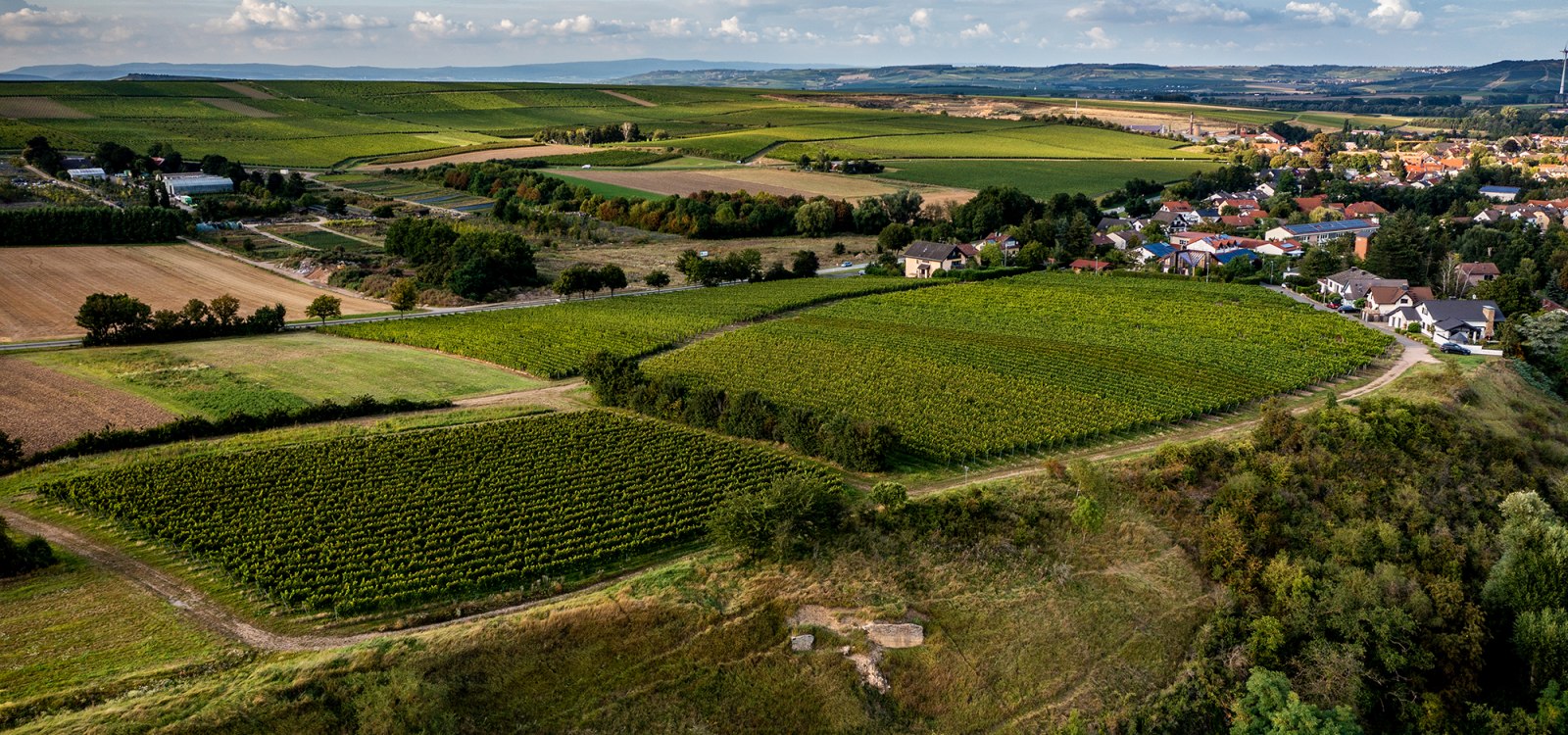 Wöllsteiner Äffchen