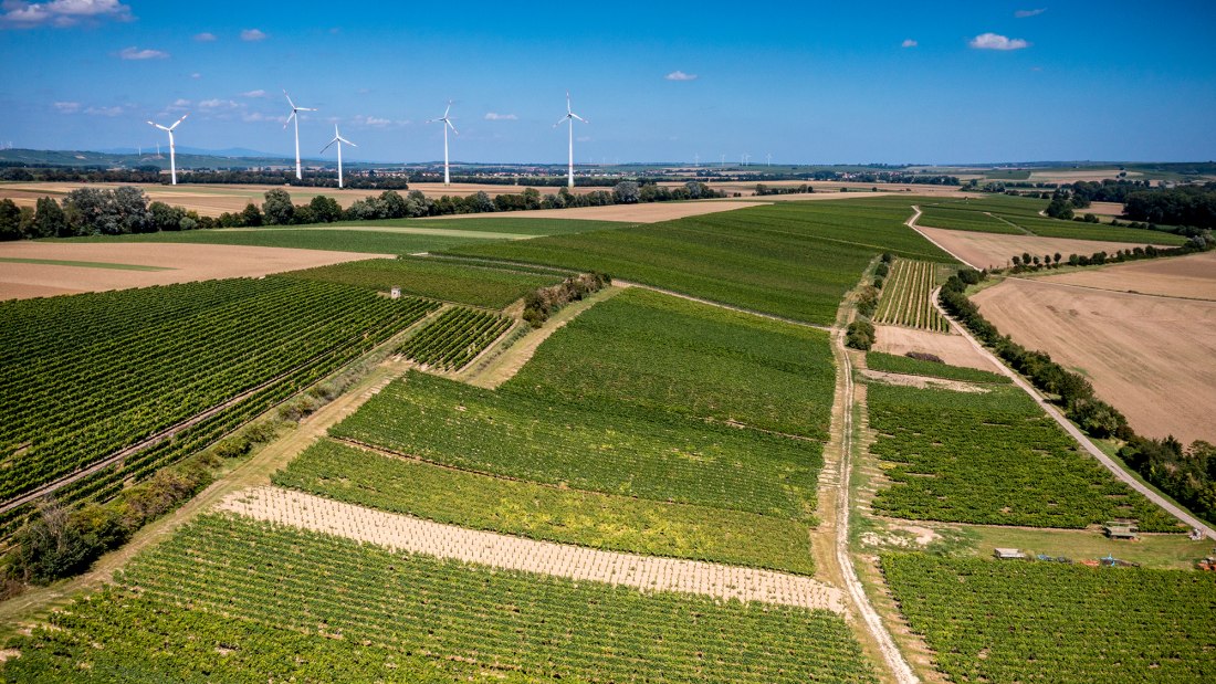 Bechtolsheimer Wingertstor