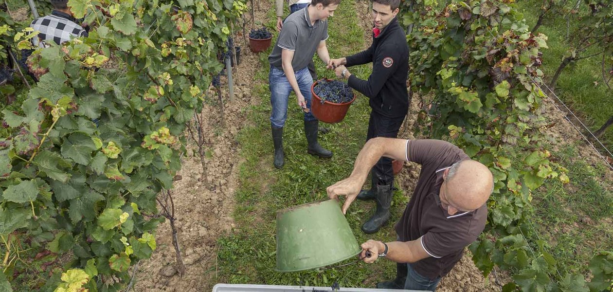 Weingut Spiess GbR - Riederbacherhof_Weinlese, &copy; Michael Zellmer