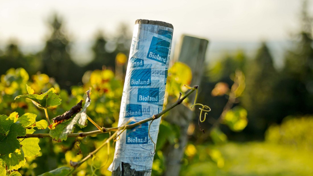 wijnmakerij-gaenz-bioland-stapel, &copy; Weingut G&auml;nz